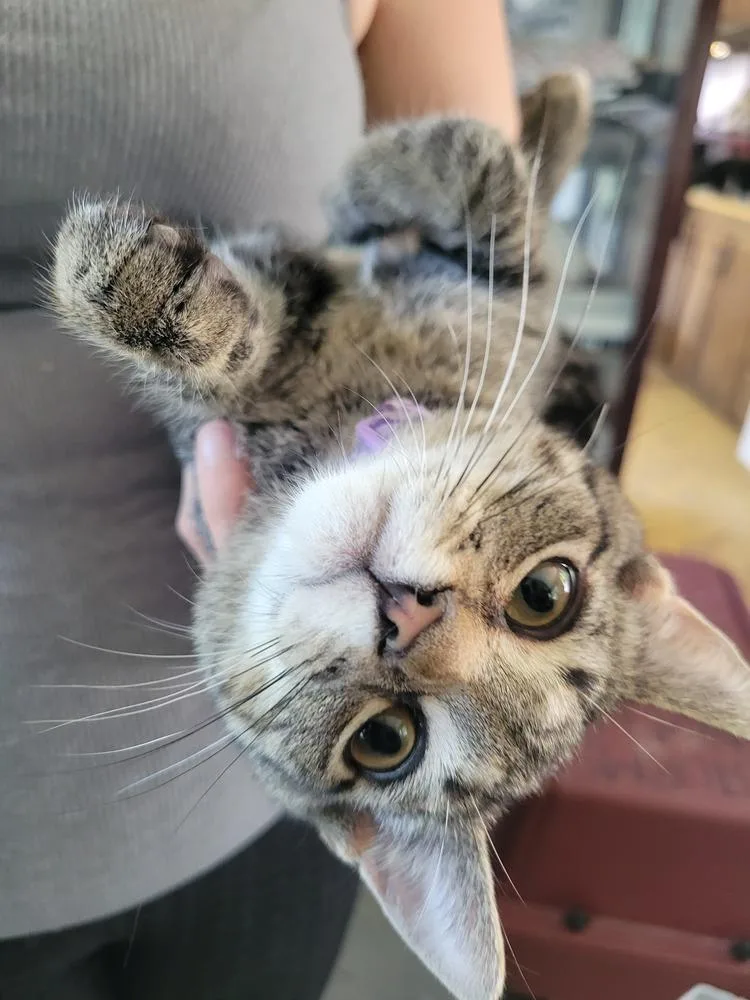 A baby medium-sized male Domestic Short Hair cat named Chip for adoption in Lorain, OH