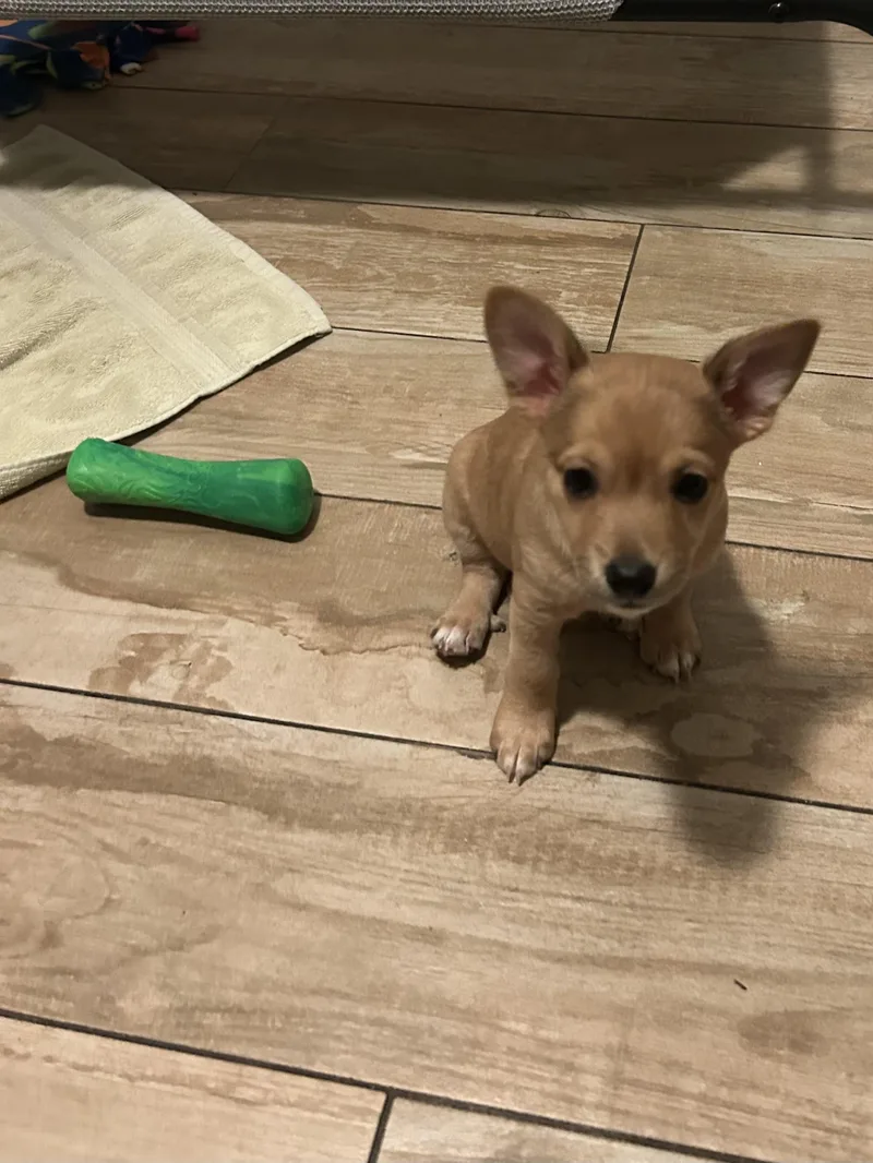 Lily thumbnail 3