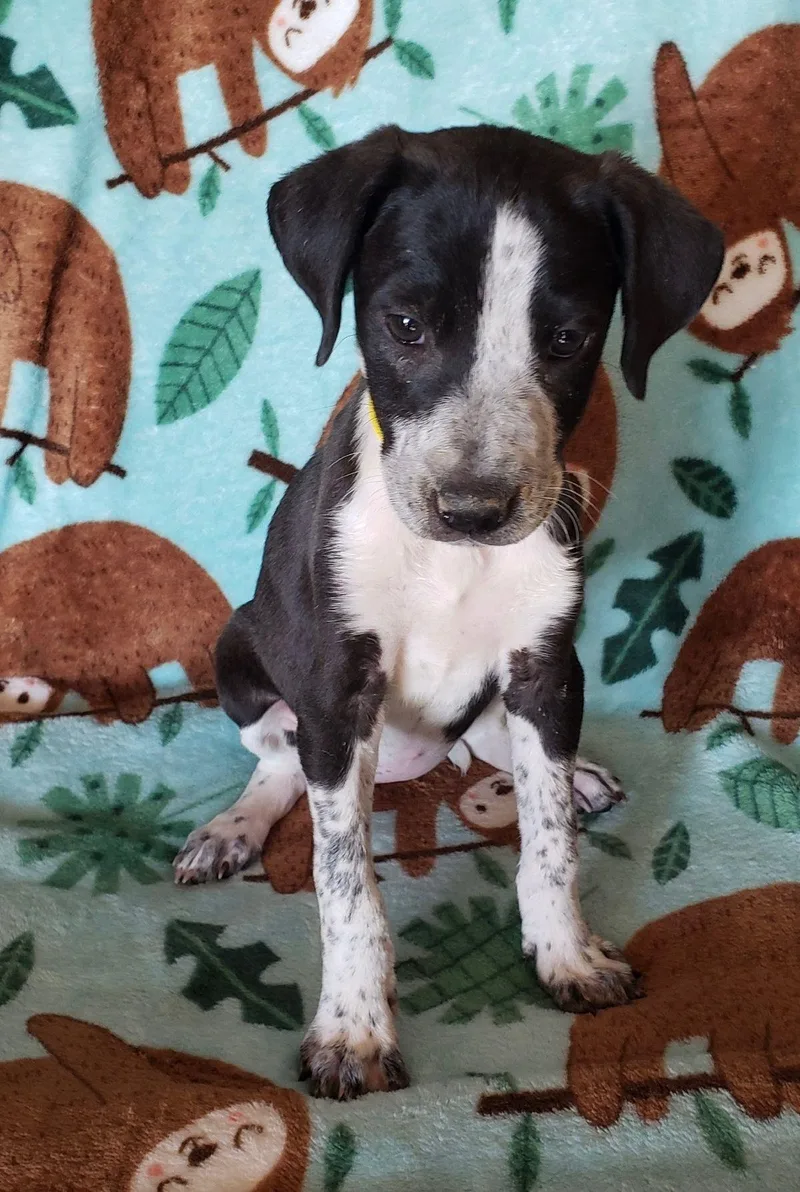 A young small-sized female Black Labrador Retriever dog named Sandy for adoption in Kingman, AZ
