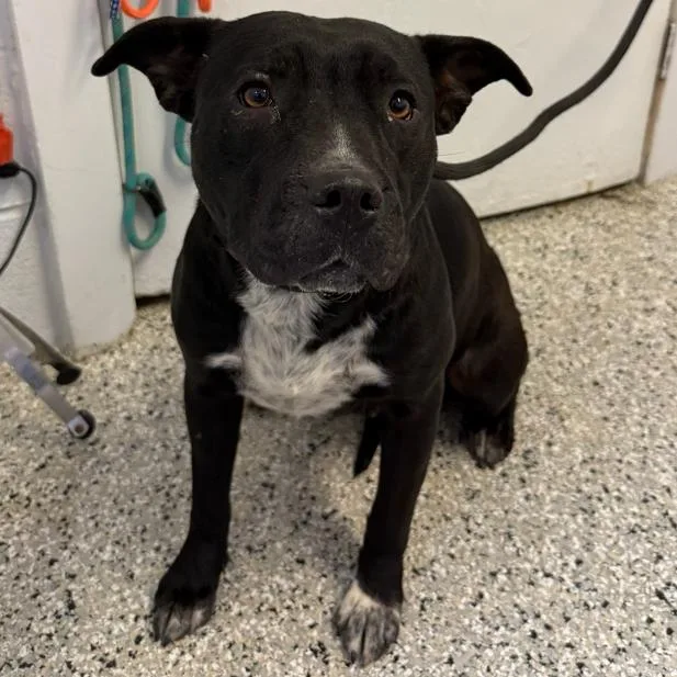 Wilhelmina thumbnail 2