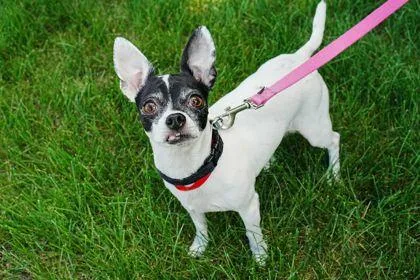 An adult small-sized female Chihuahua dog named Hensley for adoption in Golden Valley, MN