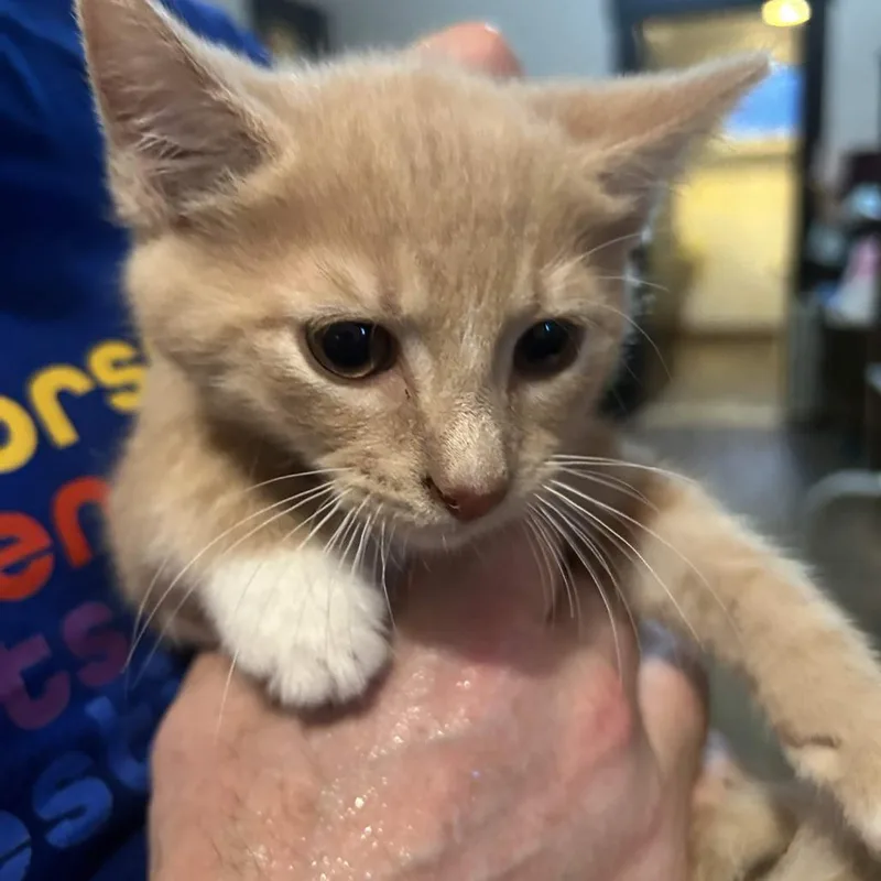 A baby small-sized male Orange / Red Domestic Short Hair cat named Seamus for adoption in Johnstown, PA