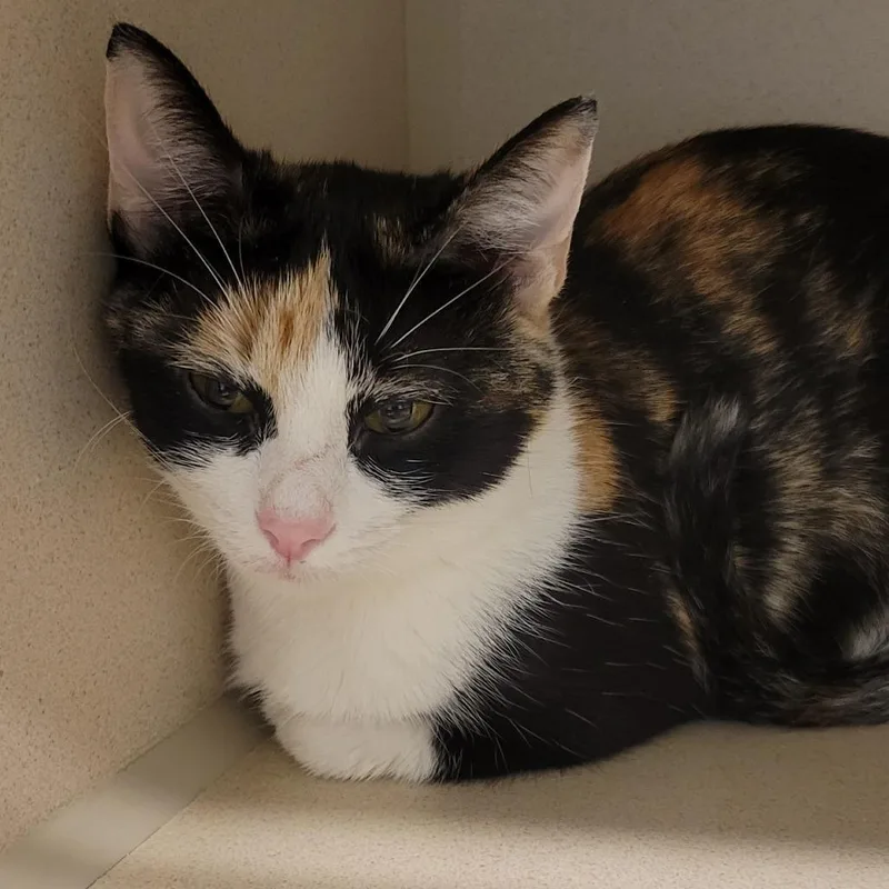 A young medium-sized female Calico Domestic Short Hair cat named Kiwi for adoption in Wheeling, IL