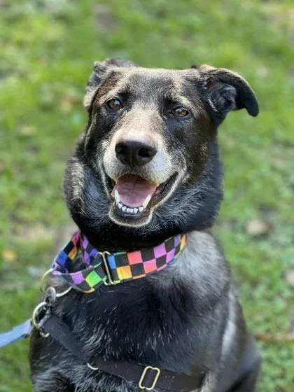 An adult large-sized female Black Belgian Shepherd / Malinois dog named Sugar for adoption in Annapolis, MD
