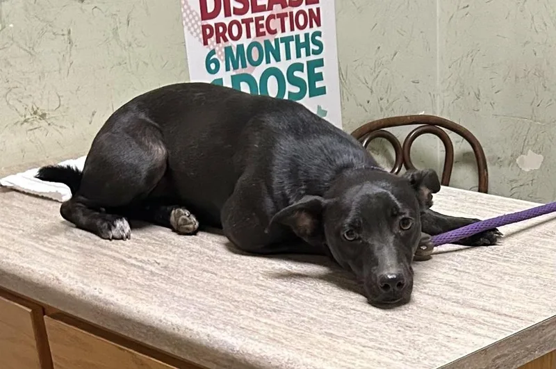 Loretta  Country Gal thumbnail 5