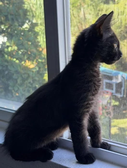 A baby medium-sized female Domestic Medium Hair cat named Tomato for adoption in Lincoln, CA