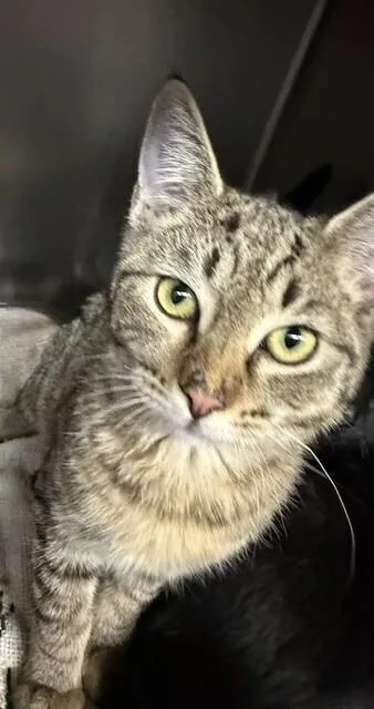 A baby small-sized male Gray / Blue / Silver Domestic Short Hair cat named Jack for adoption in Stockton, CA