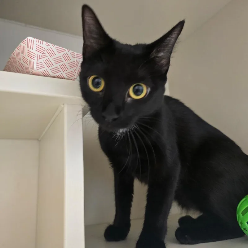 A young medium-sized female Black Domestic Short Hair cat named Nesta for adoption in Fairport, NY