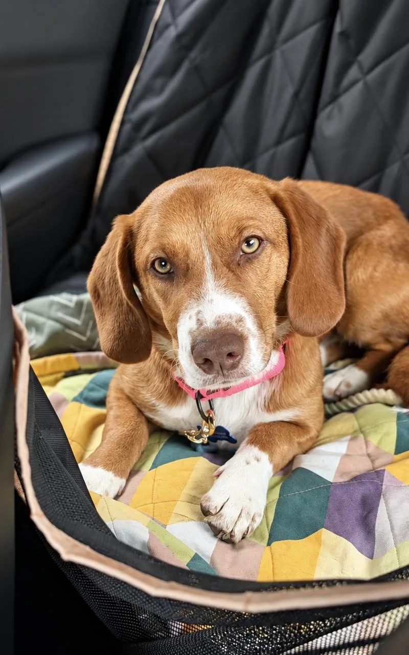 A young medium-sized female Basset Hound dog named Idgy for adoption in Columbia, MD