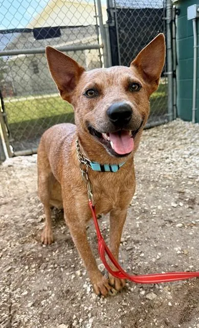 A young medium-sized male Australian Cattle Dog / Blue Heeler dog named Wrangler for adoption in Naples, FL