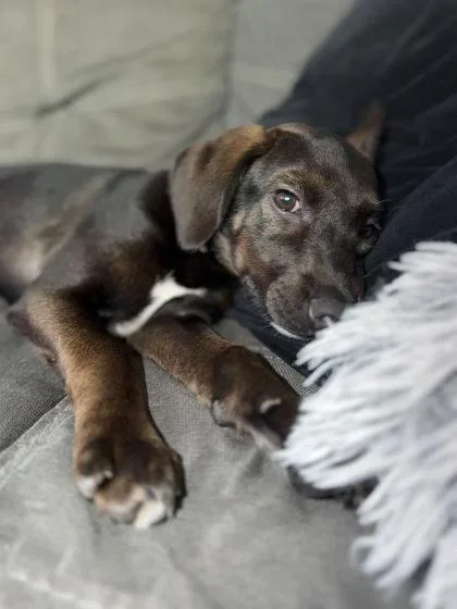 A baby medium-sized female Mixed Breed dog named Angelica for adoption in Hobart, IN