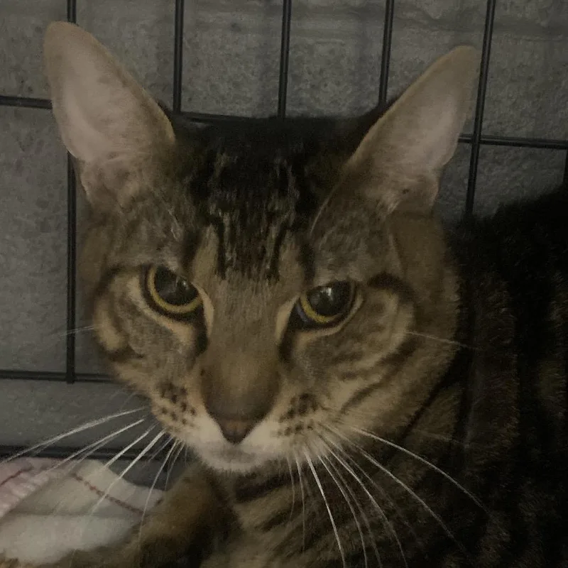 Purrince
