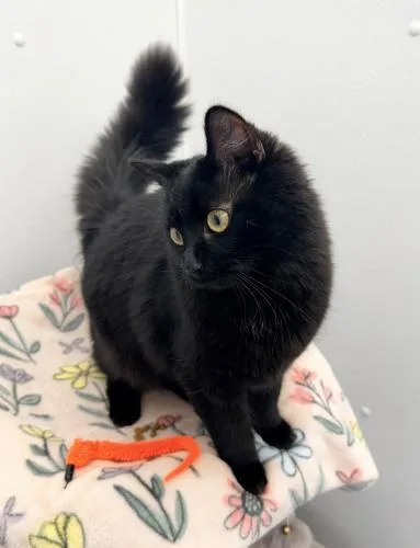 A young small-sized female Domestic Medium Hair cat named Olivia for adoption in St. Johnsbury, VT