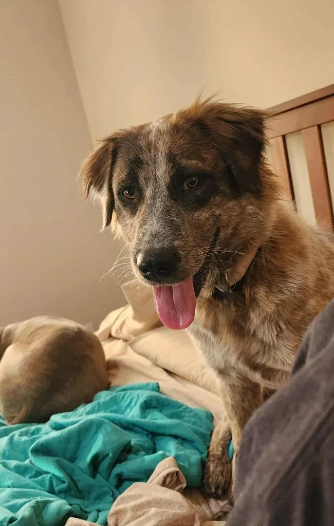 Rosie