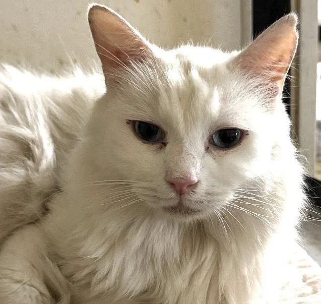 Blu Barry thumbnail 2