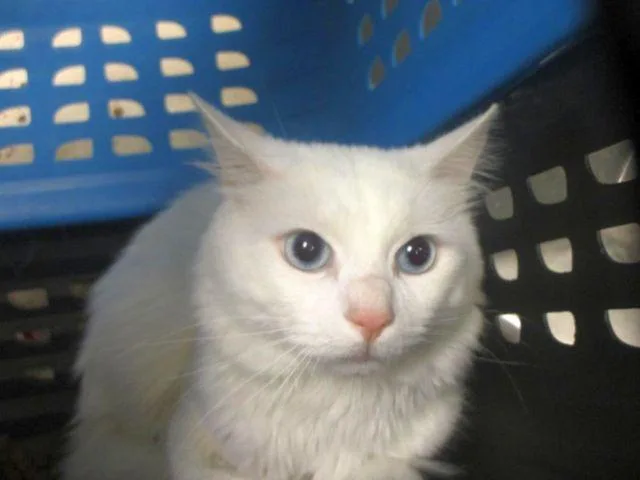 Blu Barry thumbnail 3