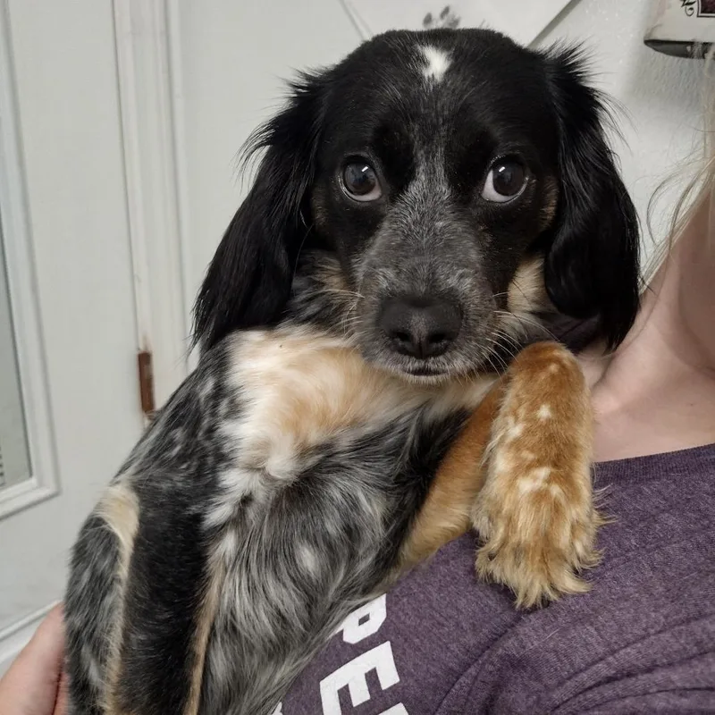 A young small-sized female Black Mixed Breed dog named Lilah for adoption in Troy, IL