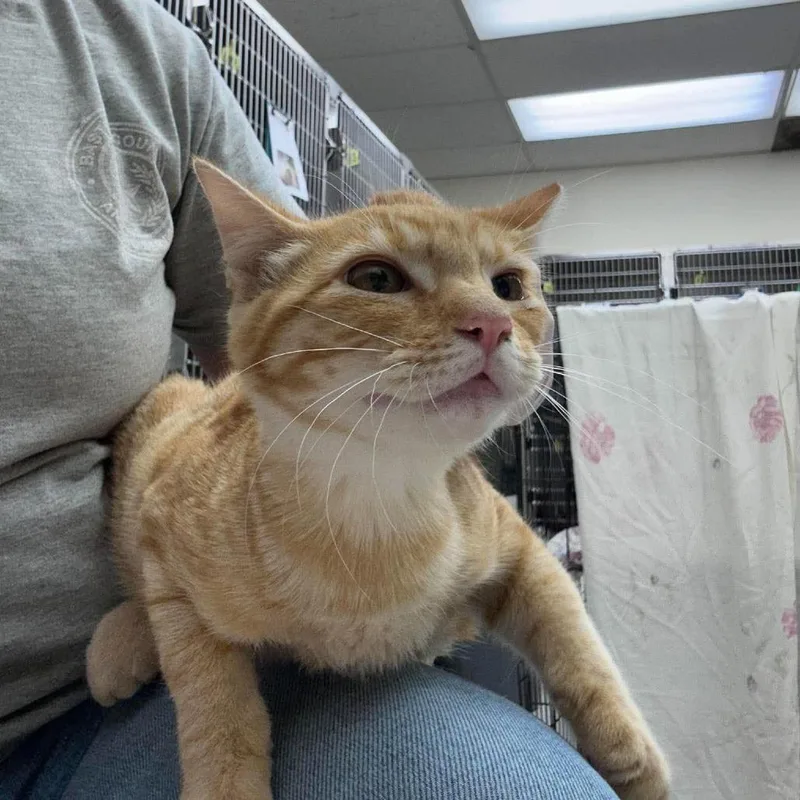 A baby medium-sized male Orange / Red Domestic Short Hair cat named Chester for adoption in Bastrop, TX