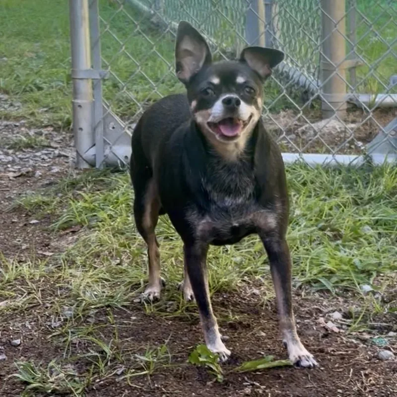 A senior small-sized female Chihuahua dog named Pebbles for adoption in Fairmont, WV