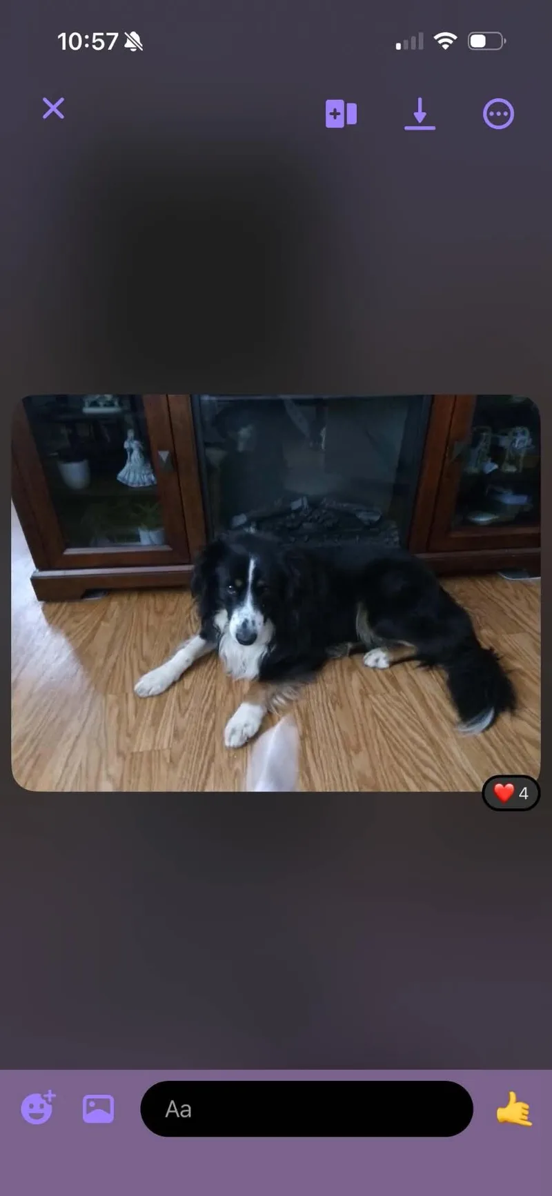 A young large-sized male Border Collie dog named Drax for adoption in Georgetown, OH