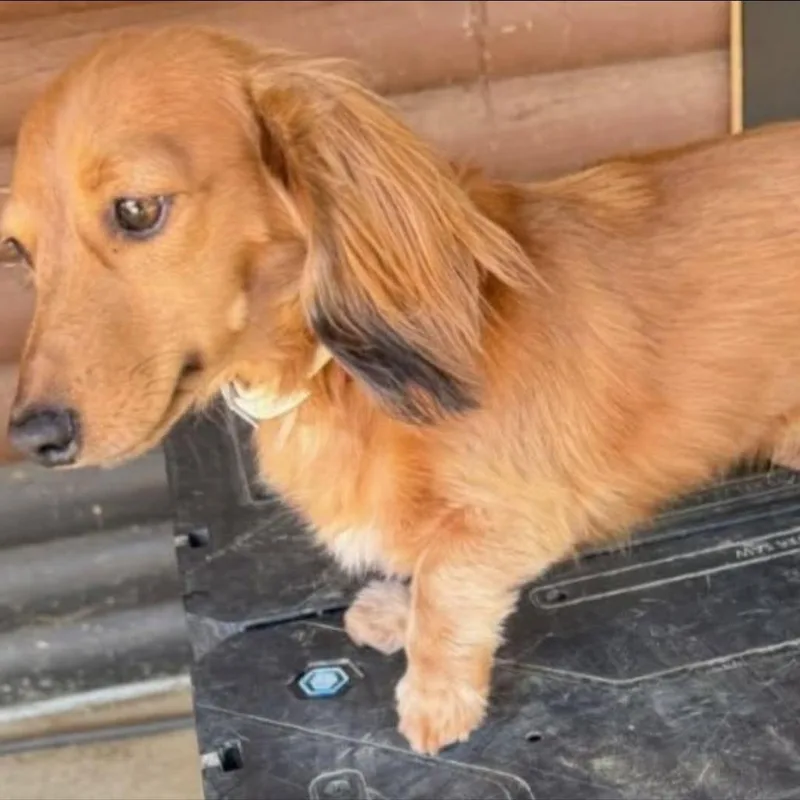An adult small-sized female Yellow / Tan / Blond / Fawn Miniature Dachshund dog named Lilo for adoption in Alexandria, VA