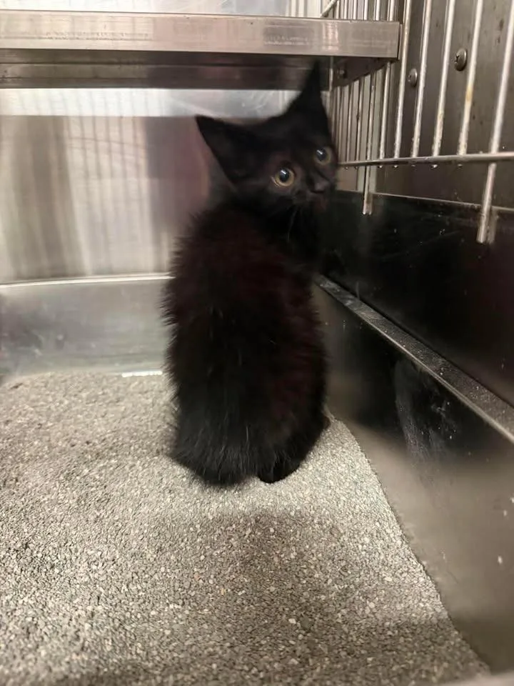Purrmine Granger