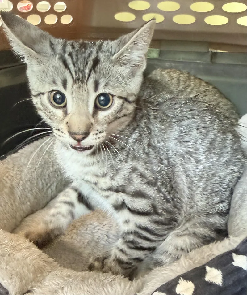 A baby medium-sized male Tabby (Buff / Tan / Fawn) Domestic Short Hair cat named Norman for adoption in Murphy, TX