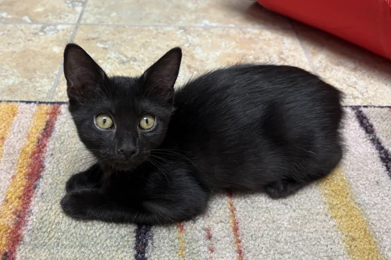A baby small-sized female Domestic Short Hair cat named Milly for adoption in Fountain Hills, AZ