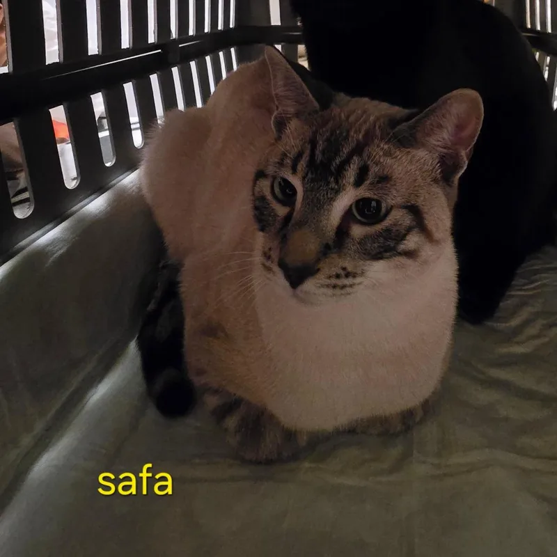 Mufasa aka Safa thumbnail 2