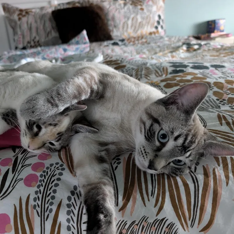 Mufasa aka Safa thumbnail 3