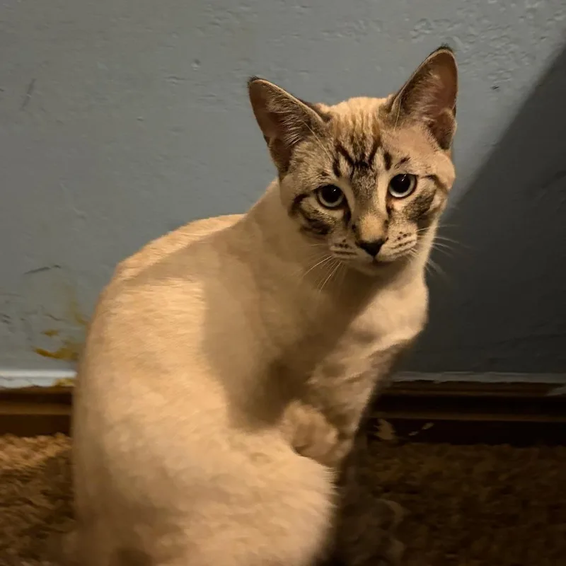 Mufasa aka Safa thumbnail 5