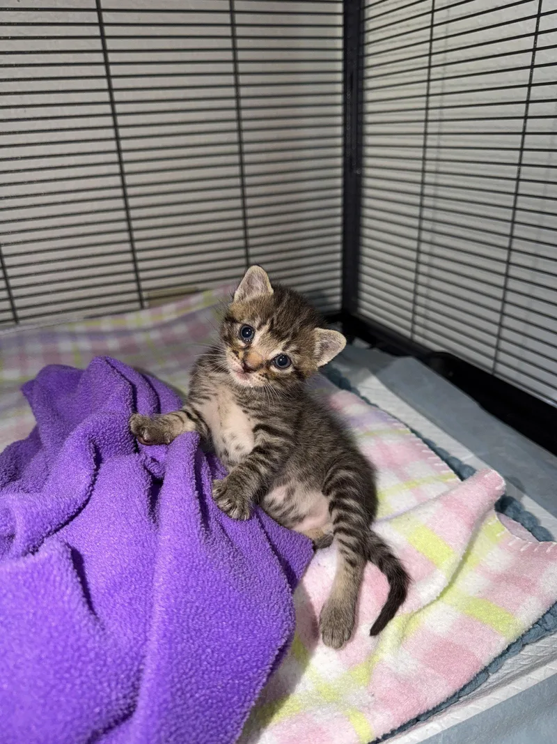 A young medium-sized male Domestic Short Hair cat named Rudy for adoption in Davis, CA