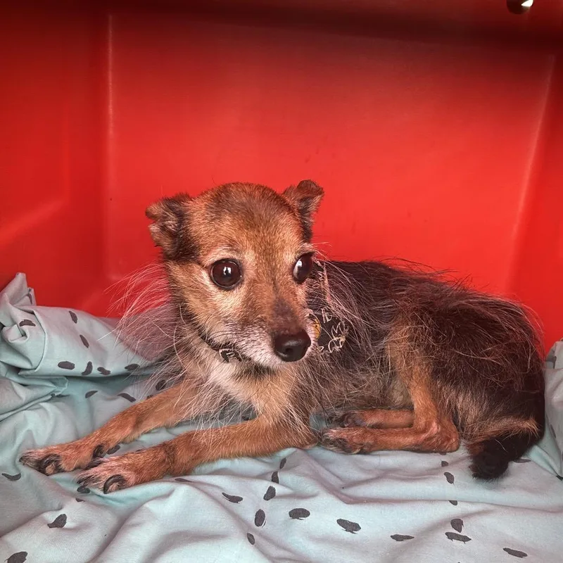 An adult small-sized male Yorkshire Terrier dog named Splinter for adoption in Newark, NJ
