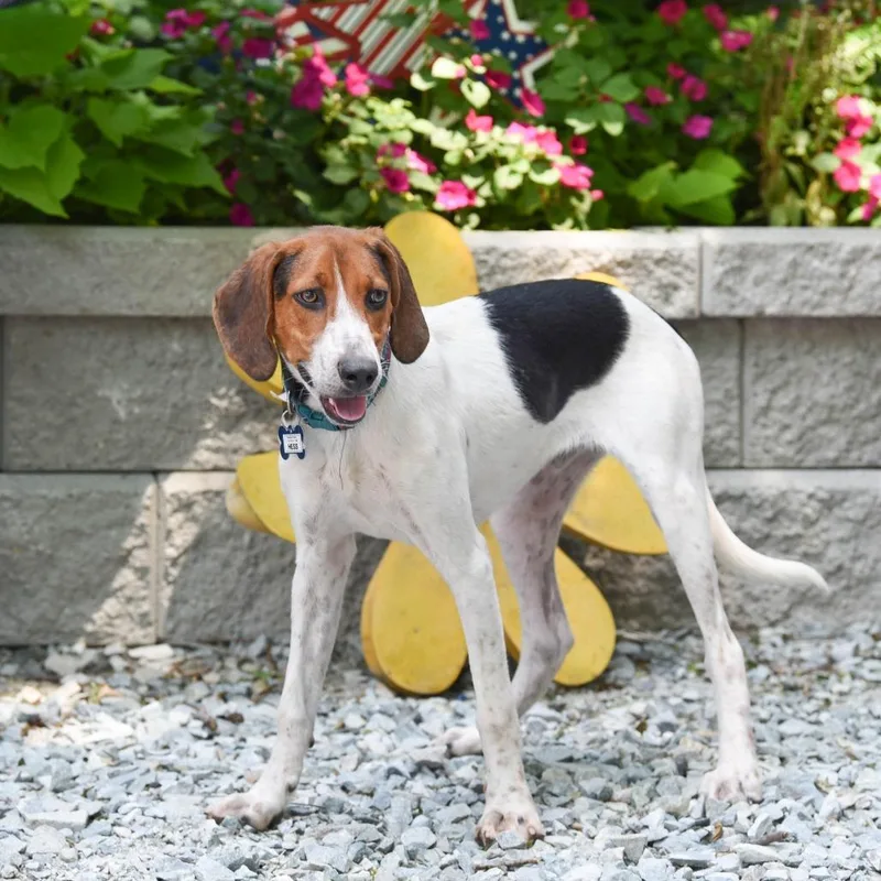 An adult medium-sized male Brown / Chocolate Hound dog named Hess for adoption in Wake Forest, NC
