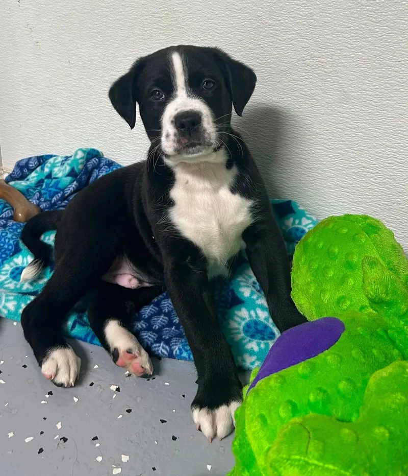 A baby large-sized male Labrador Retriever dog named Goose for adoption in Fenton, MO