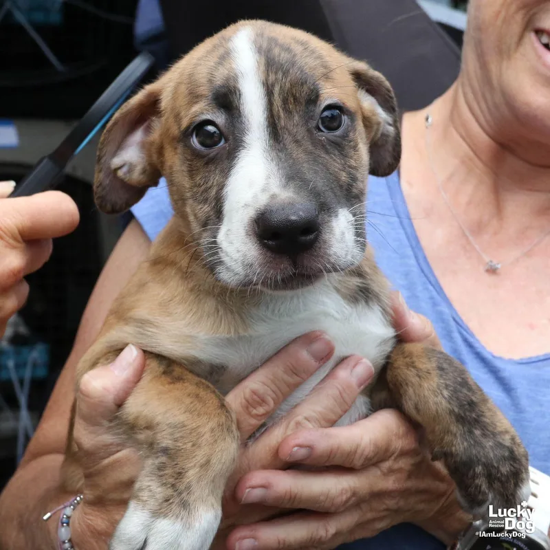 A baby large-sized male Retriever dog named Puppy Peter for adoption in Washington, DC