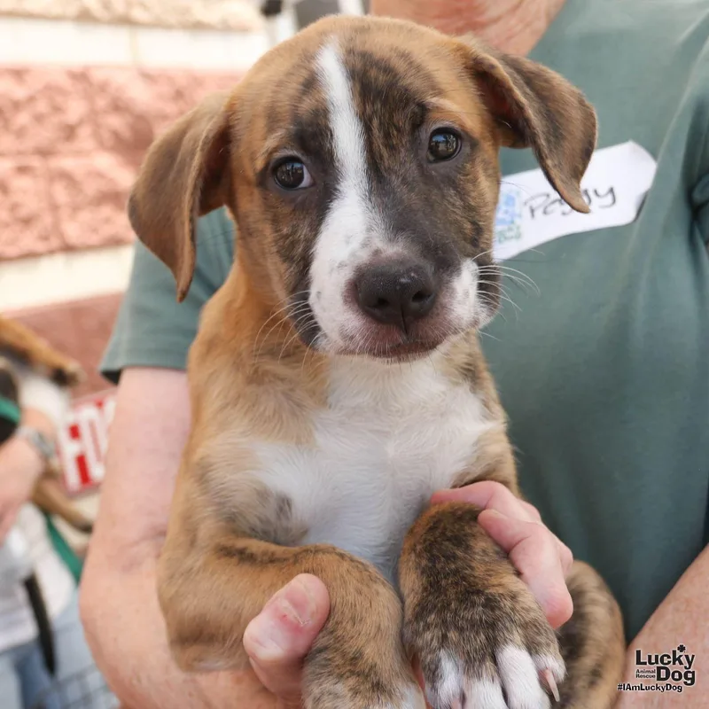 Puppy Peter thumbnail 2