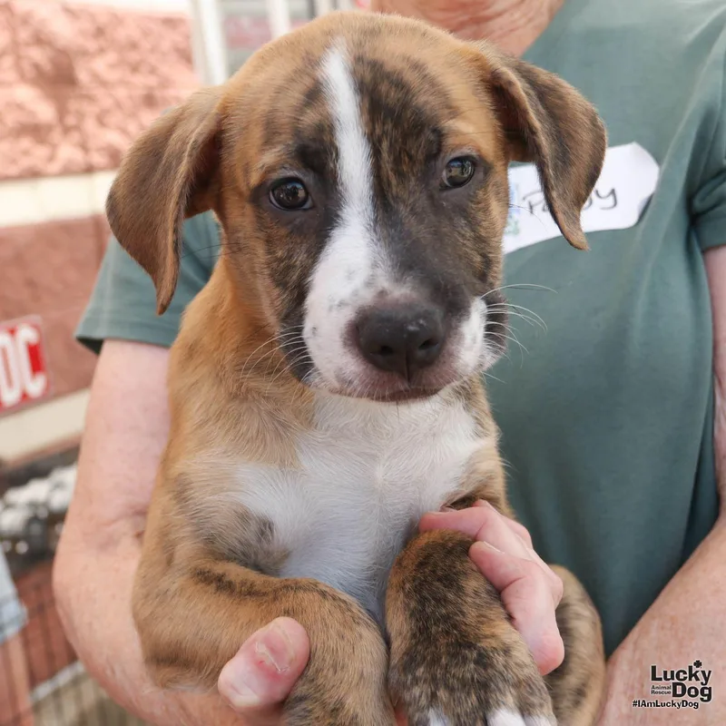 Puppy Peter thumbnail 3