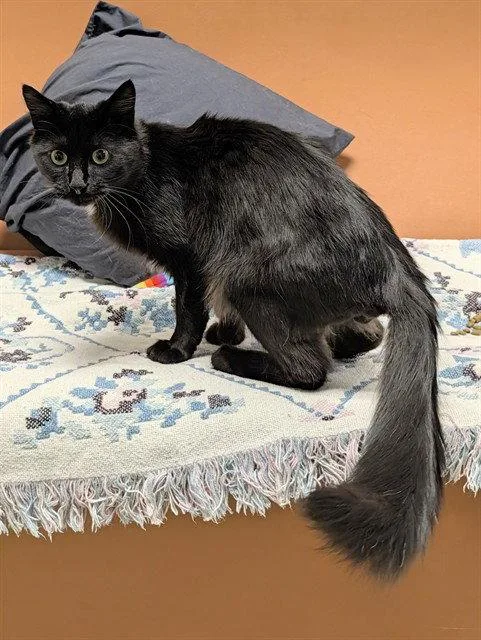 An adult medium-sized male Black & White / Tuxedo Domestic Medium Hair cat named Willy for adoption in Clyde, NC