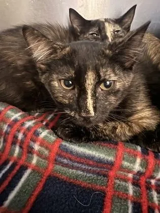 A baby medium-sized female Tortoiseshell Domestic Short Hair cat named Figgy for adoption in Charleston, SC