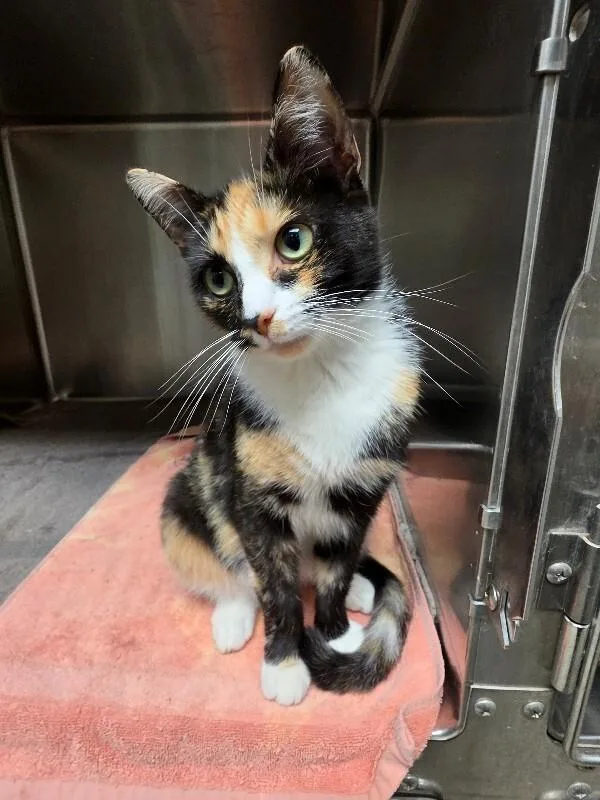 An adult medium-sized female Tortoiseshell cat named Ivy for adoption in Bluffton, IN