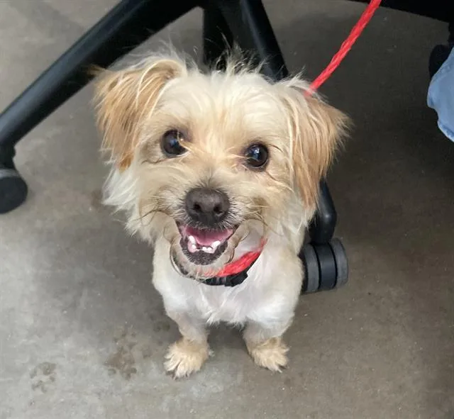 An adult small-sized male Mixed Breed dog named Scrappy for adoption in Dallas, TX