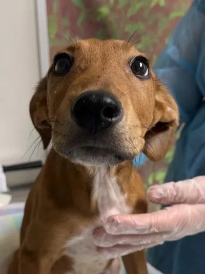 A young small-sized male Terrier dog named Sunny for adoption in San Antonio, TX