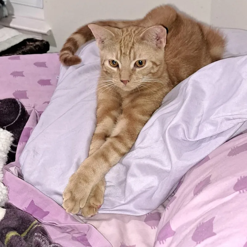 A young medium-sized male Tabby (Orange / Red) Domestic Short Hair cat named Acorn for adoption in Ferndale, MI