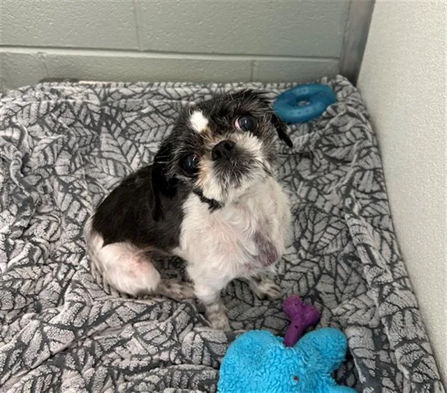 A senior small-sized female Shih Tzu dog named Chanel for adoption in Geneva, IL