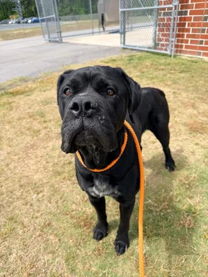 An adult large-sized male Mixed Breed dog named Tiny for adoption in Manteo, NC