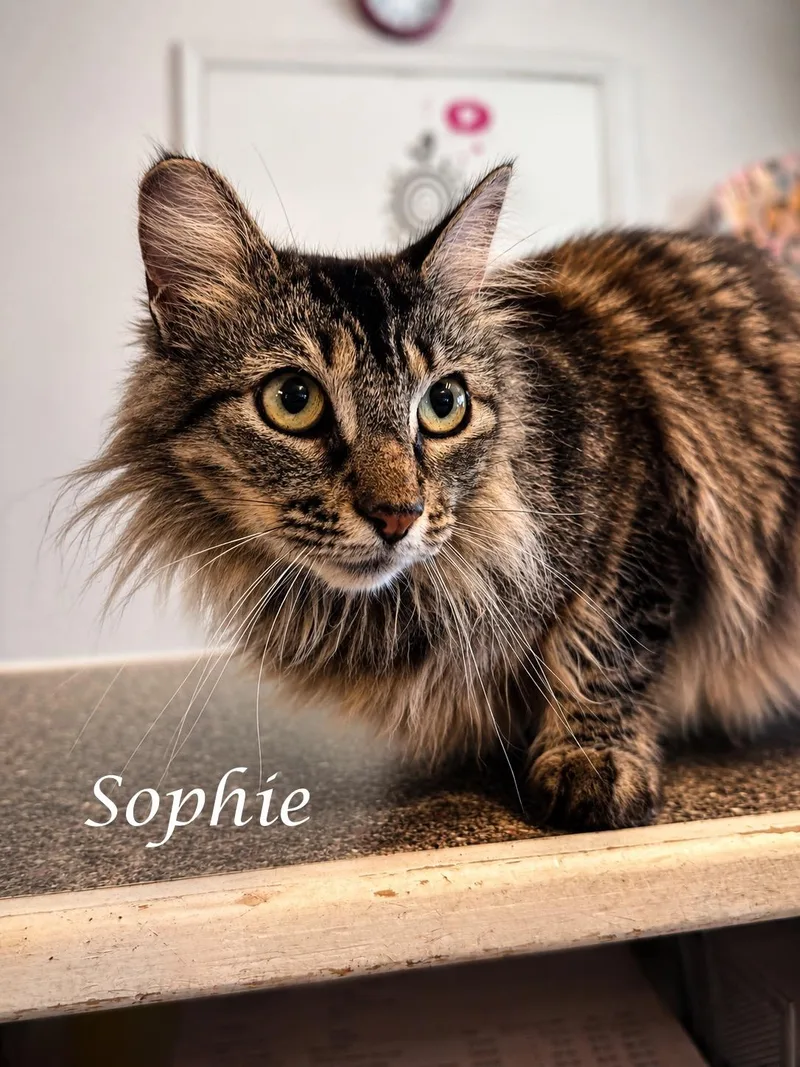 An adult medium-sized female Tabby cat named Sweet SOPHIE for adoption in Monrovia, CA