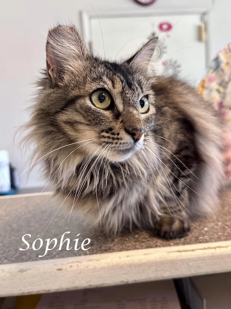 Sweet SOPHIE thumbnail 2