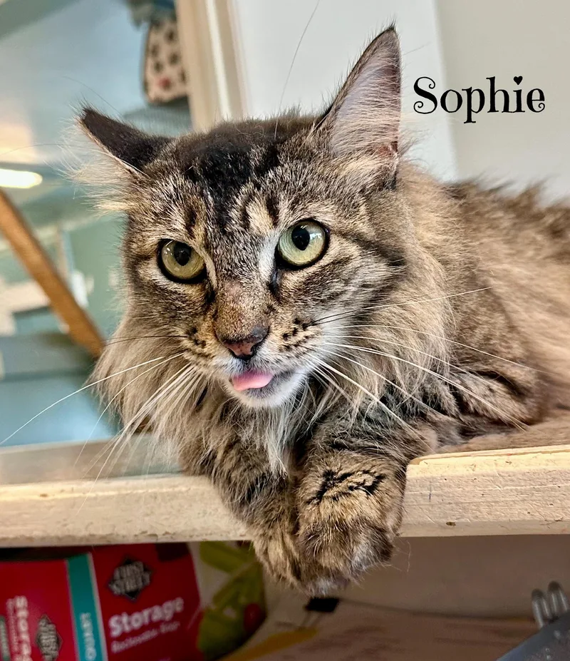 Sweet SOPHIE thumbnail 3