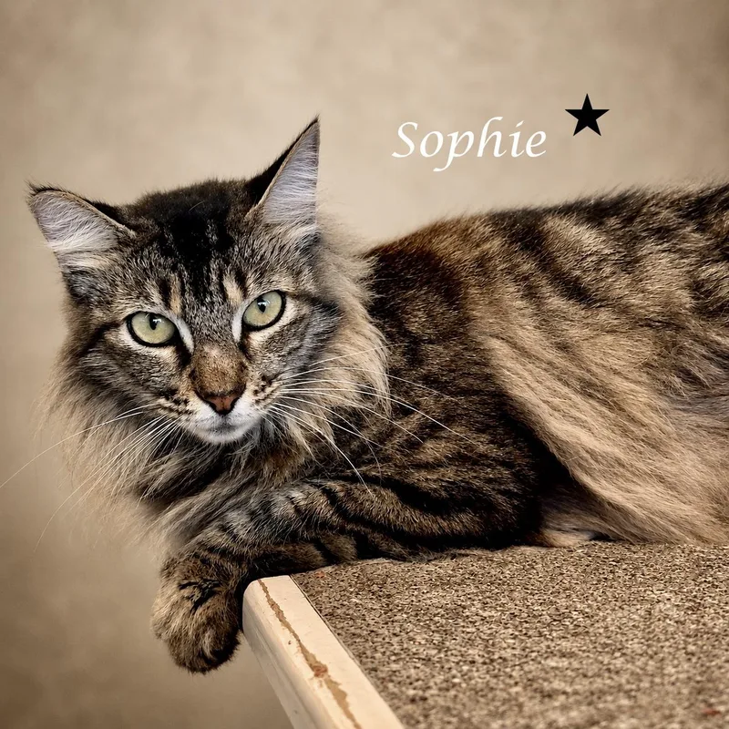 Sweet SOPHIE thumbnail 4
